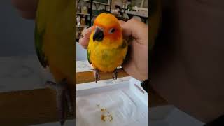 썬코뉴어앵무새