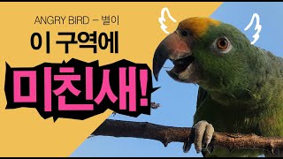 이 구역에 미친새! / 깡패 앵무새 / 막말 독뿔장군!! / 앵무새가 개콘보다 더 웃기다!!  / 사람과 대화 가능앵무새 / ANGRY BIRD