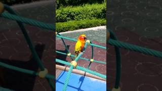 앵무새 말하기 썬코뉴어 안녕