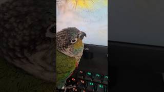 일방해하는 앵무새 열받게하기 #cuteparrot #f…