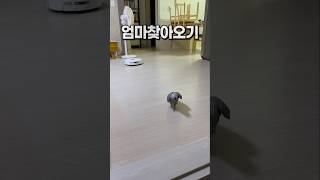 엄마찾아 화장실까지 달려오는 앵무새 ‍♂️ 회색앵무 잠바  #반려동물  #birds #parrot