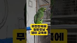 앵이들 다 중독 시켰어요 ㅎㅎ#아마존 #앵무새 #아리 …