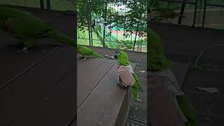 안녕하세요 갔다와 외치는 앵무새