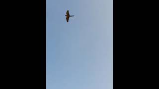 광안리 자유비행. 날다가 부르니까 바로 복귀 ㅎㅎ