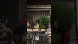 Severe macaw and black head caique