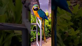 GoldWorld biggest Macaw 청금강 앵무…