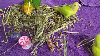 한가로운 오후. 흐뭇한 영상 ^^ #앵무새 #앵무새먹이 #썬코뉴어 #모란앵무 #내추럴귀리 #치우기힘들어도괜찮아