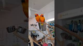 새빨간 썬코뉴어들