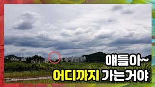 자유비행 앵무새가 친구를 만나면 생기는일~ 5분비행 실화야??