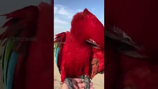 Greenwing macaw preening on a breezy morning #macaw #parrot #parrots #birdwatching #petvideos