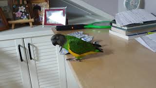 장난기 많은 세네갈앵무 죠이