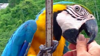 Gentle Giant - Gentle Love of Playful Wild Blue Gold Macaws
