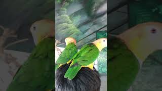 머리 위에서 노는 중 ~ 카이큐