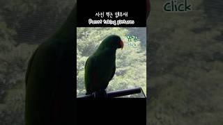 [지구] 사진 찍는 앵무새 / Parrot taking pictures