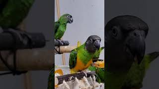 쟈딘앵무, 세네갈, 한스마카우, 그린칙 파인애플 코뉴어