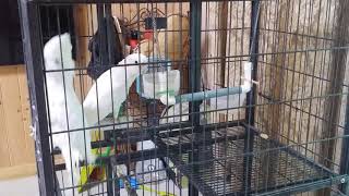 코카투가 아빠 부르는거 맞죠?