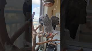 회색앵무'날개'와 모란앵무'리오'의 한가로운 주말 #회…