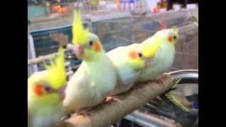 앵무새/중형앵무/왕관앵무