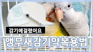 앵무새가 감기 걸리면 어떻게 할까?