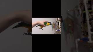 이끼가 놀아주는중 / 비행기 / 착한 앵무새 #카이큐 #앵무새 #parrot #caique