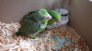 [유리앵무] 생후 1개월 알곡 시작