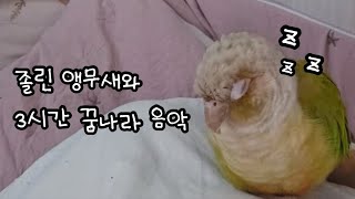 [ENG] 꾸벅꾸벅 조는 앵무새와 3시간 수면유도음악 …
