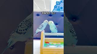 정열적인 키스 #키스 #앵무새 #앵무새카페 #리프패럿