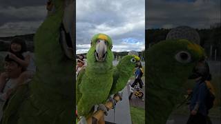 공연 좀 한다고 노래도 해주는 #아랑이 #parrot #아마존앵무새