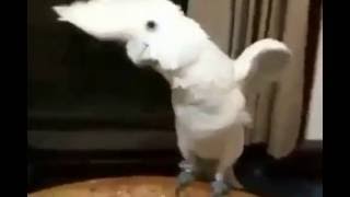 White Parrot super dancing