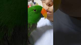 사춘기앵무새와 눈을 마주치면 생기는일 #앵무새 #뽀뽀 …