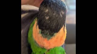 후드주머니속 카이큐