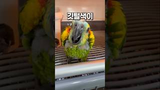 볼수록 너무 예쁜 아기 청모자 아마존 앵무새  안산 앵무새카페 버드스팟