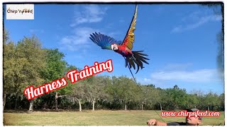 TAKING JUBILLE MACAW TO THE PARK! HARNESS TRAINING