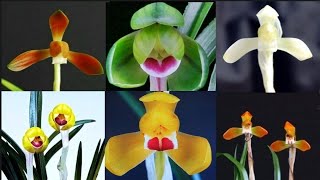 4붤3일 좋은 품종 다양하게 10분 준비했습니다