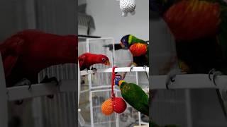 앵무새가 가족 모두와 친해지는 방법