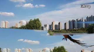 청금강앵무새 캐리 단독 비행훈련