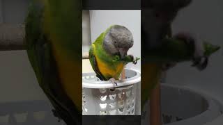 자비,수리 고추 맛있어요? #parrot #앵무새 #반…