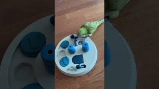 보물찾기 #앵무새 #퀘이커 #parrot #포레깅#스마…