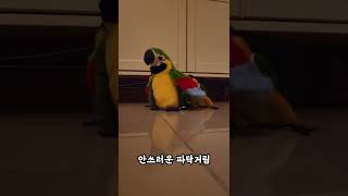 극한직업 앵무새인형 #shorts #parrot #ca…