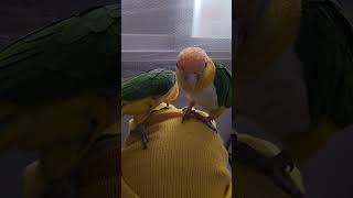 클났다! 없는 머리카락 다 뽑히겄네! ㅋ #카이큐 앵무…