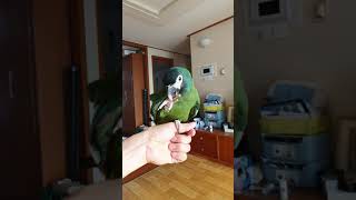 옐로우카라마카우 호출