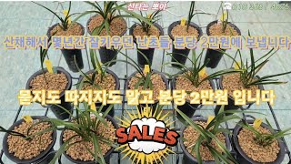 4월12일 2차 산채해서 배양중인 난초들 무조건 2만원씩 분양합니다