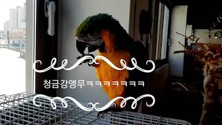 청금강앵무
