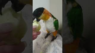 사과 먹어서 행복한 앵무새 ASMR | 검은머리카이큐 …