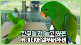 친구들과 놀고 싶은 뉴기니아 앵무새 뚜비