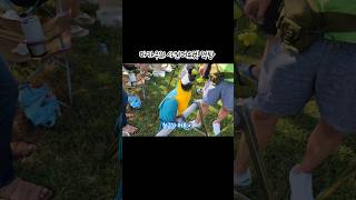 #청금강 과 #스칼렛의 샤인머스켓 먹방 / 자유비행동호회 자비스 / #shorts