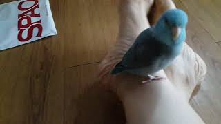 (유리앵무사육기시작!) 발에서 노는중인 우리로쉬