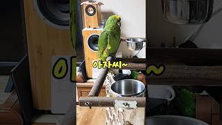 아마존 앵무새 아리의  말하기 #parrot #bird…