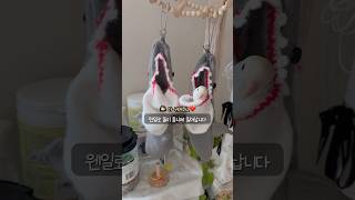 상어양말 앵무새