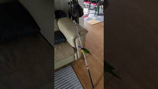 escalater 타듯 중심 잘잡고 올라는 아름다운 앵무새 앵두♥️ 귀여워요  #cute #rainbowlory #parrot #오색청해